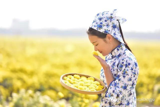 菊开刹那