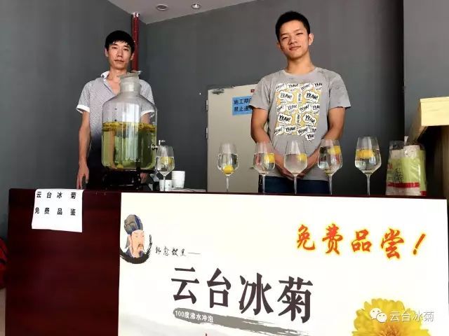 云台冰菊绽放在江城武汉