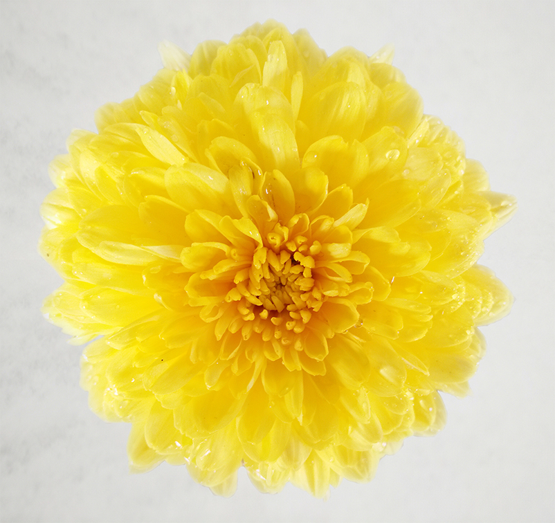 云台冰菊
